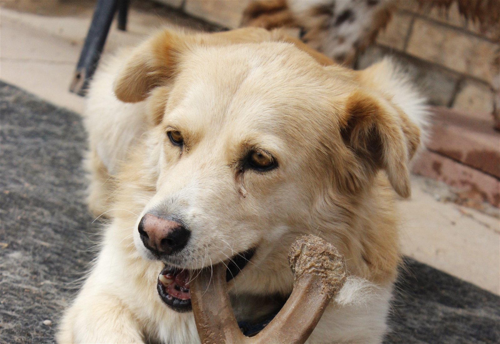 Nova, an adoptable Siberian Husky, Golden Retriever in Cedar Crest, NM, 87008 | Photo Image 1