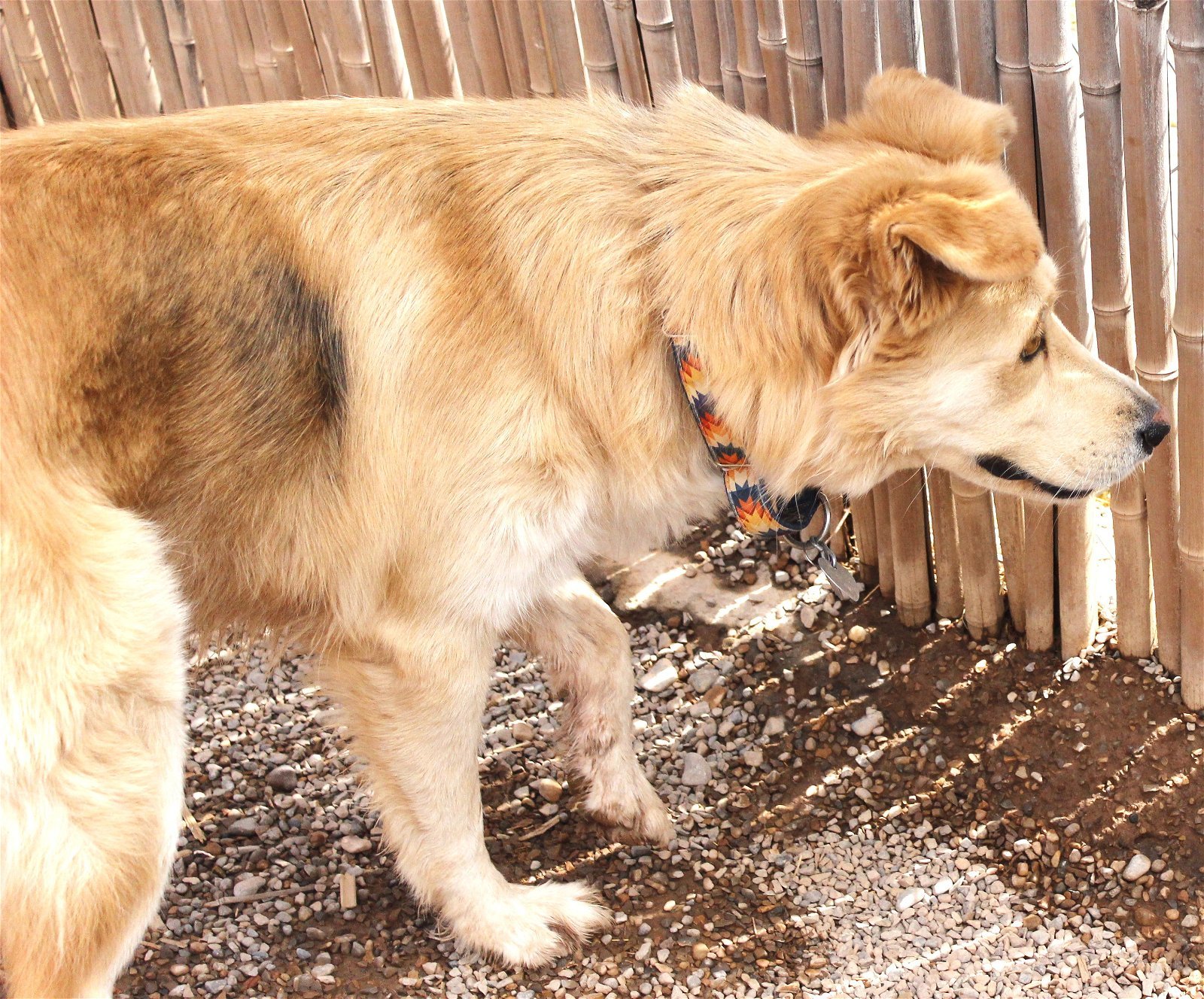 Nova, an adoptable Siberian Husky, Golden Retriever in Cedar Crest, NM, 87008 | Photo Image 2
