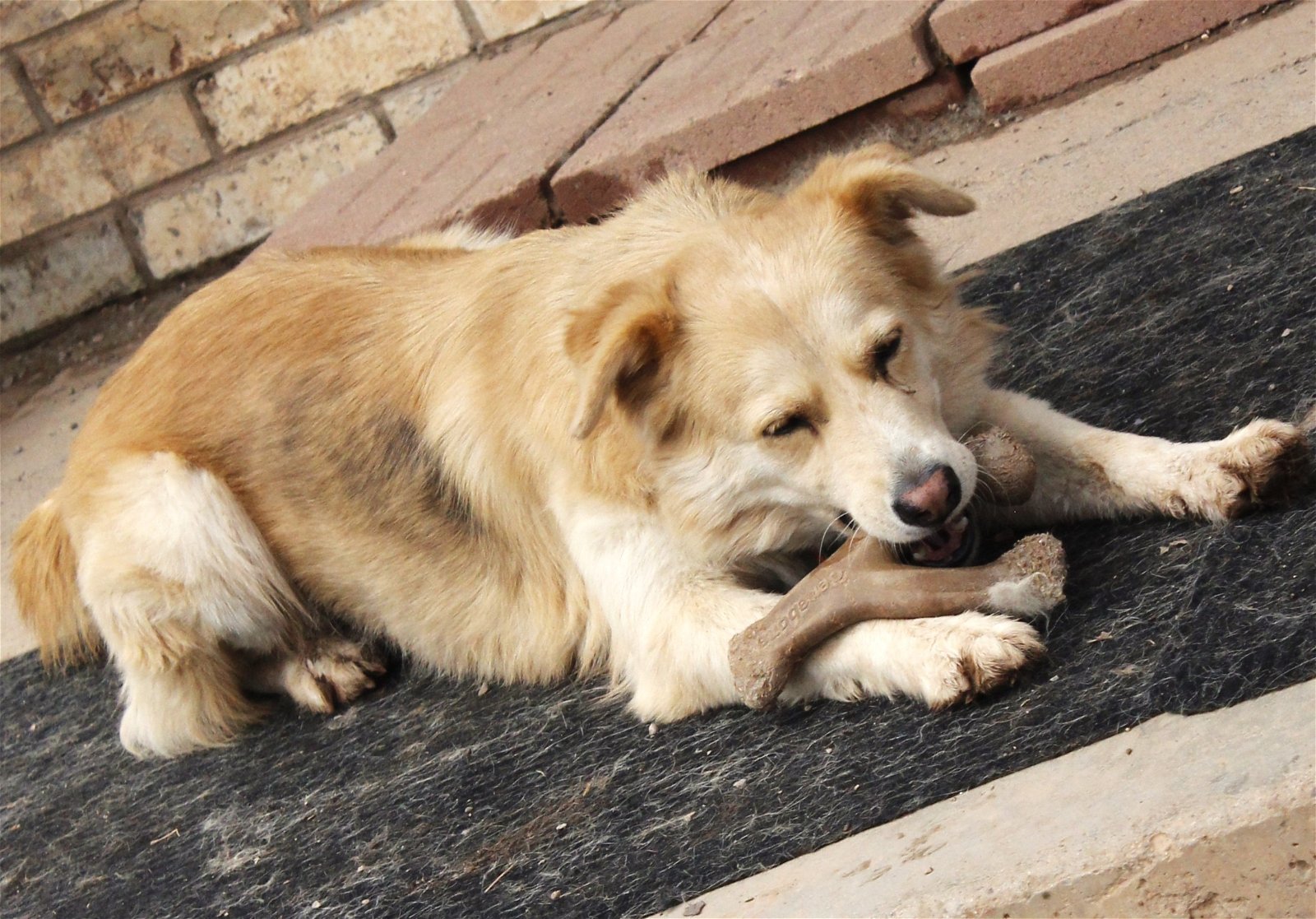 Nova, an adoptable Siberian Husky, Golden Retriever in Cedar Crest, NM, 87008 | Photo Image 3