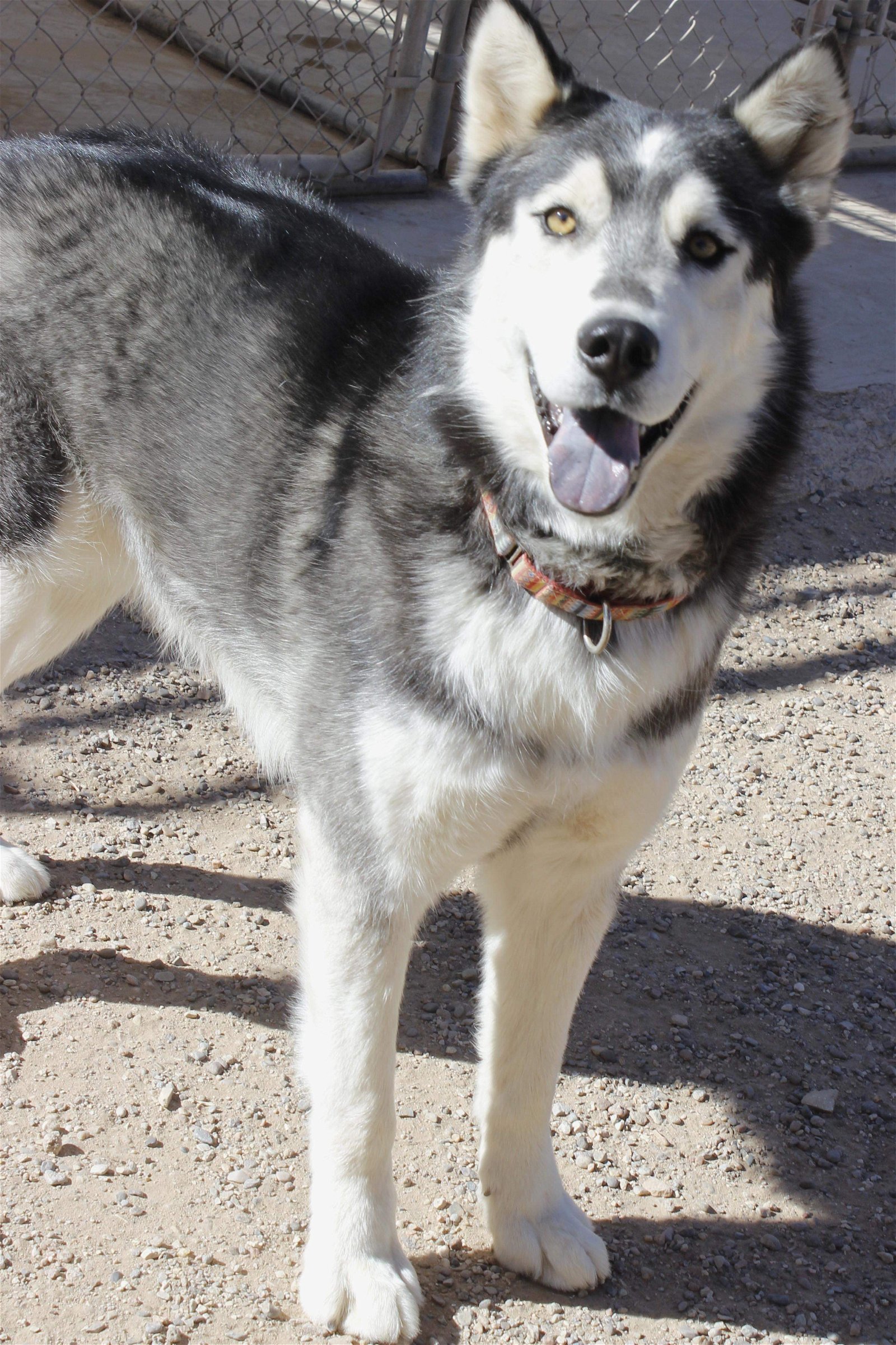 Ralph, an adoptable Siberian Husky in Cedar Crest, NM, 87008 | Photo Image 1