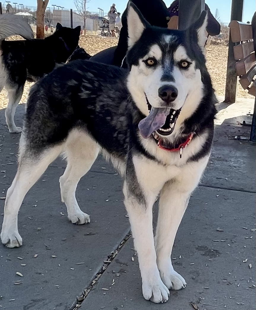 Ralph, an adoptable Siberian Husky in Cedar Crest, NM, 87008 | Photo Image 3