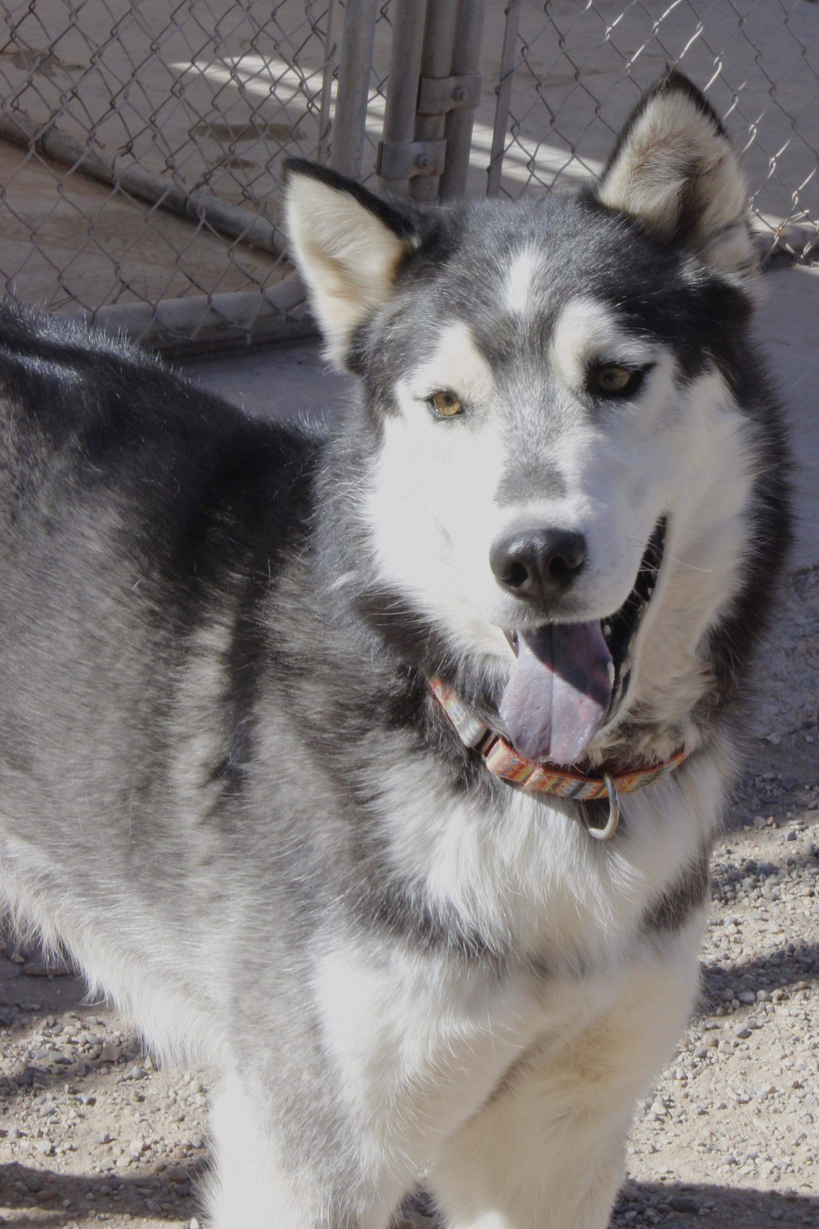 Ralph, an adoptable Siberian Husky in Cedar Crest, NM, 87008 | Photo Image 3