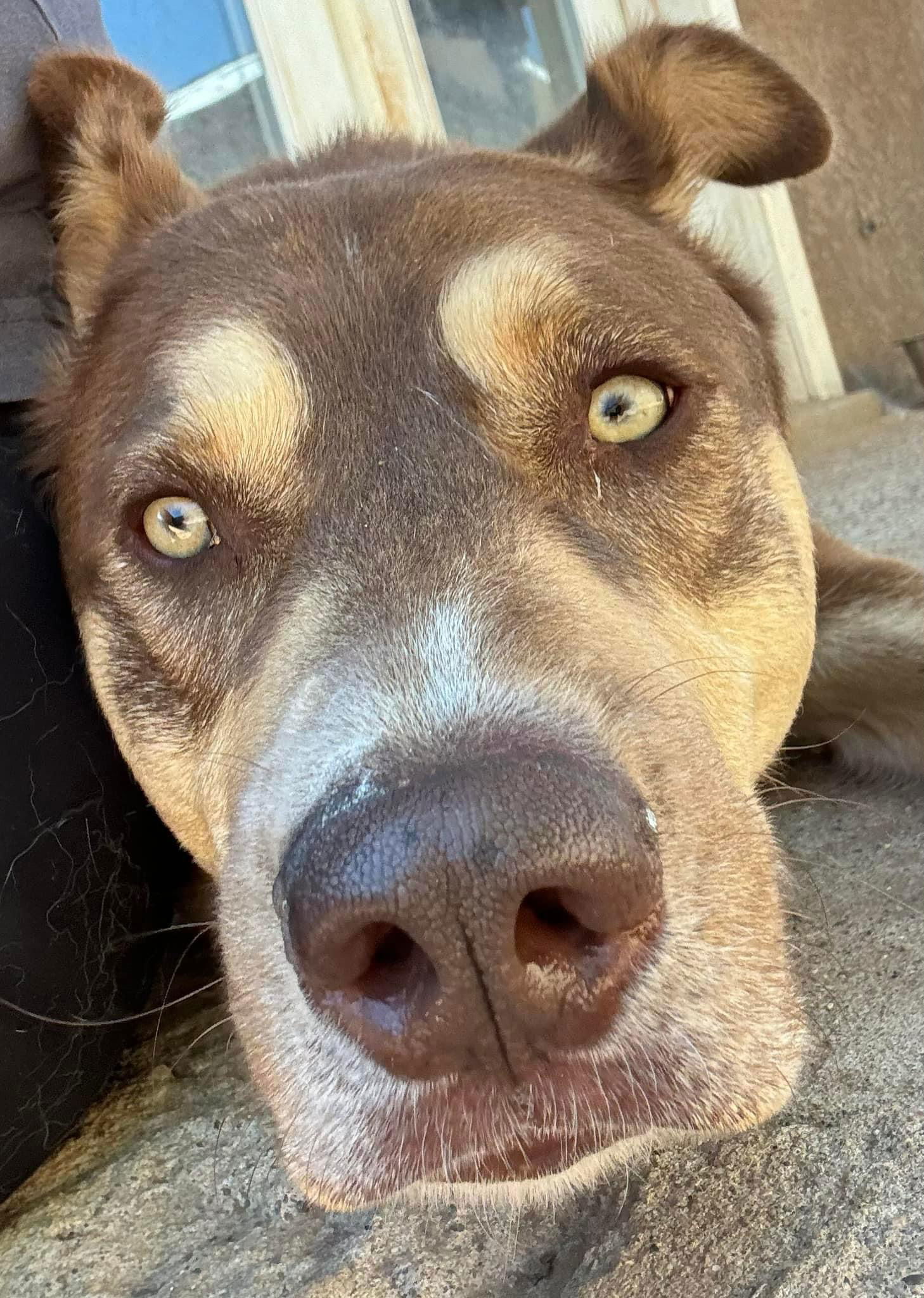 Mowgli, an adoptable Siberian Husky in Cedar Crest, NM, 87008 | Photo Image 1