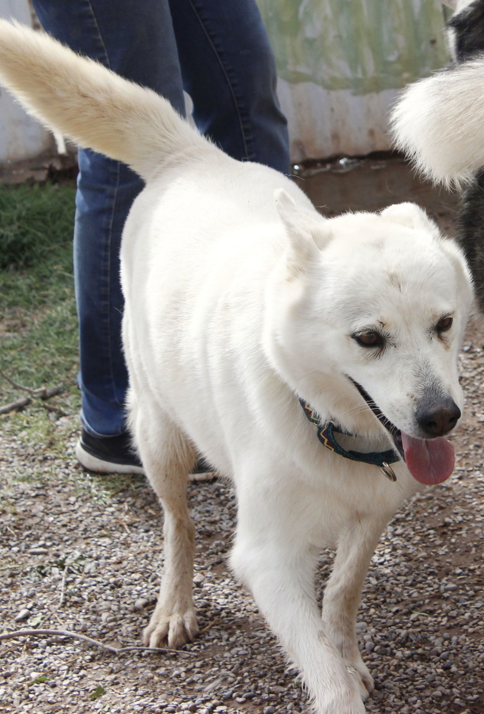 Misty (adult), an adoptable Siberian Husky in Cedar Crest, NM, 87008 | Photo Image 1