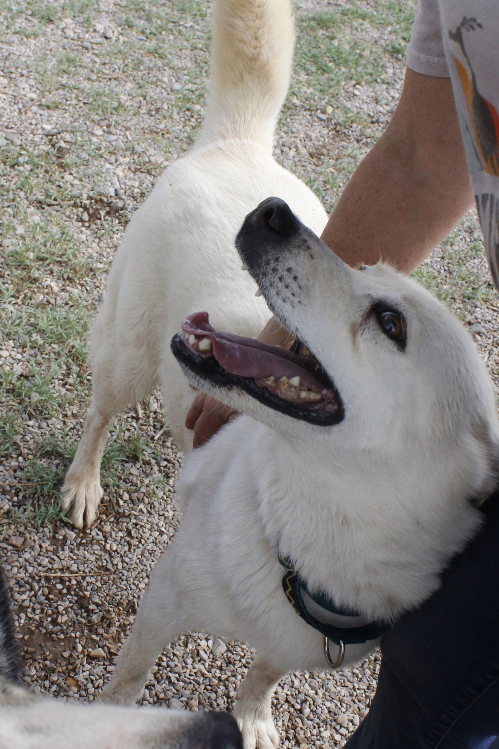 Misty (adult), an adoptable Siberian Husky in Cedar Crest, NM, 87008 | Photo Image 2