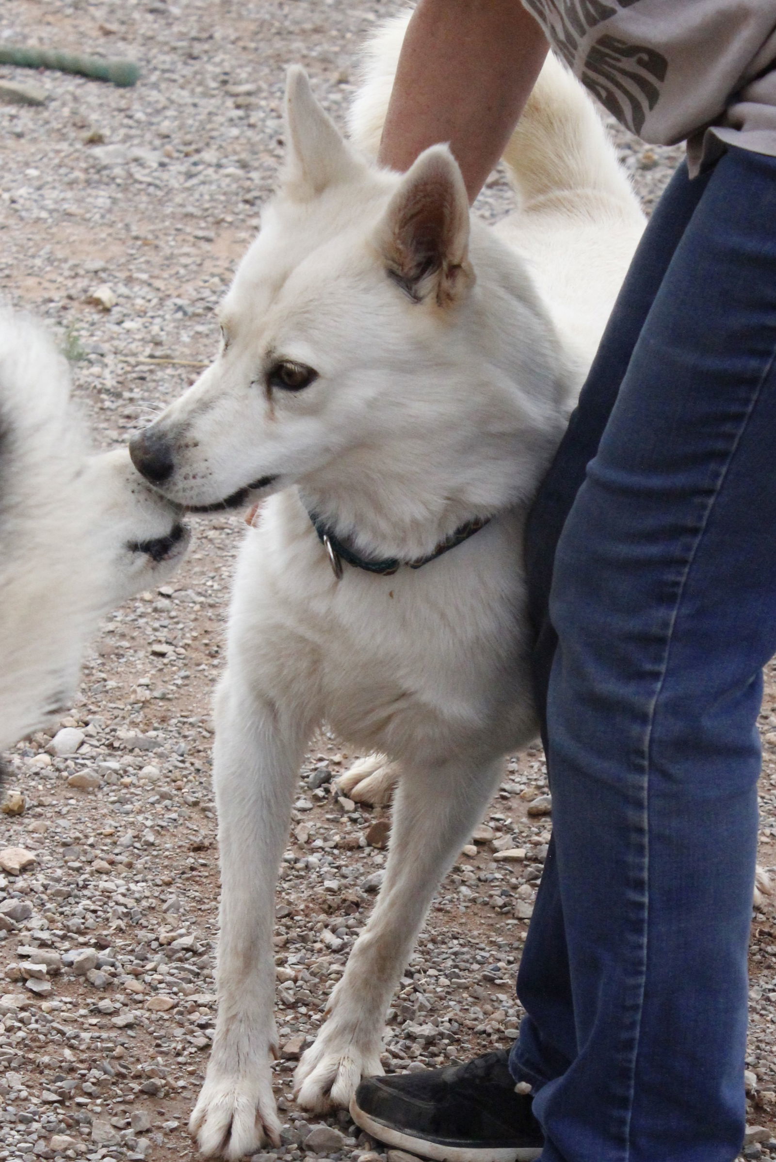 Misty (adult), an adoptable Siberian Husky in Cedar Crest, NM, 87008 | Photo Image 3