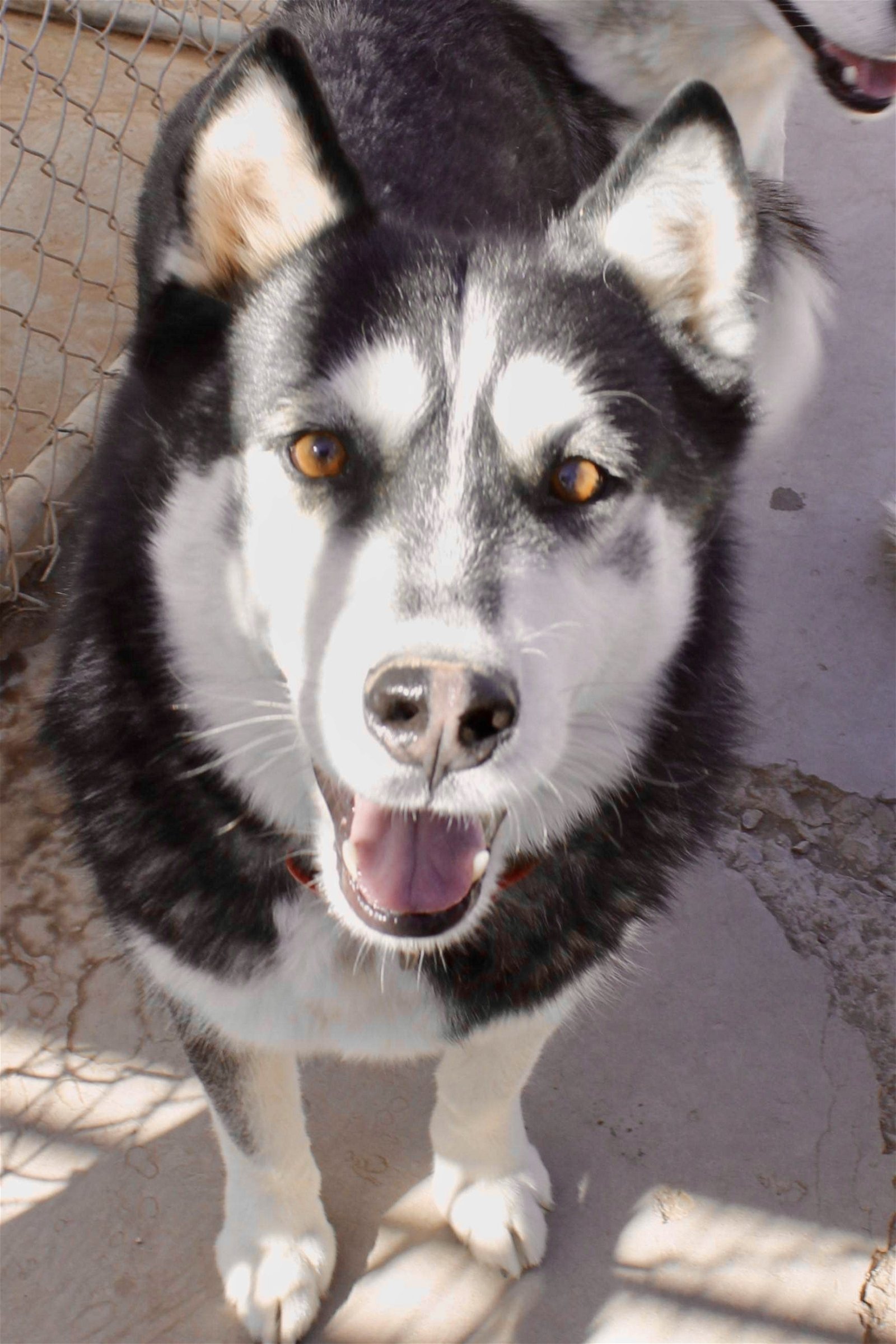 Balto, an adoptable Siberian Husky in Cedar Crest, NM, 87008 | Photo Image 1