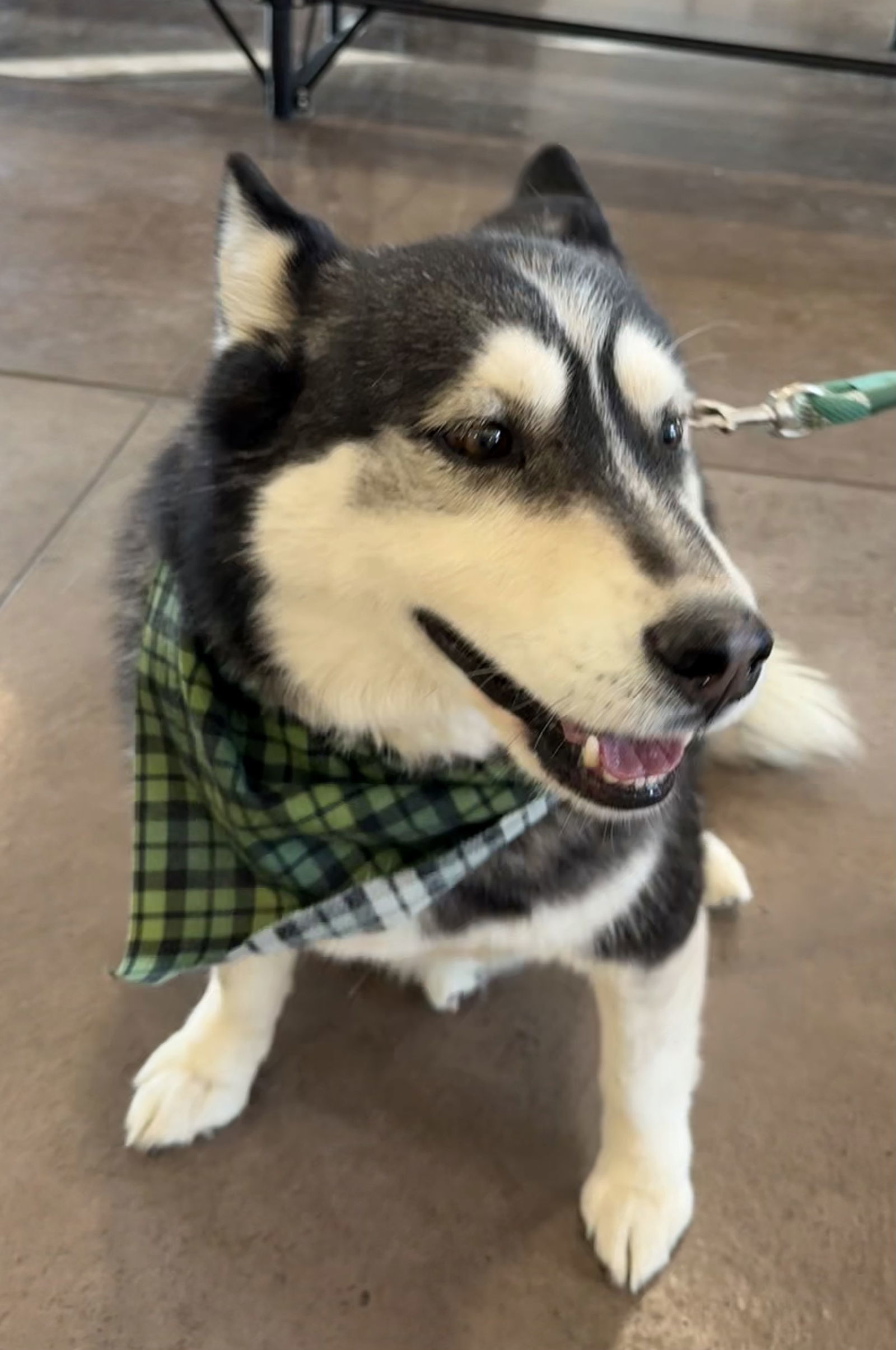 Balto, an adoptable Siberian Husky in Cedar Crest, NM, 87008 | Photo Image 1