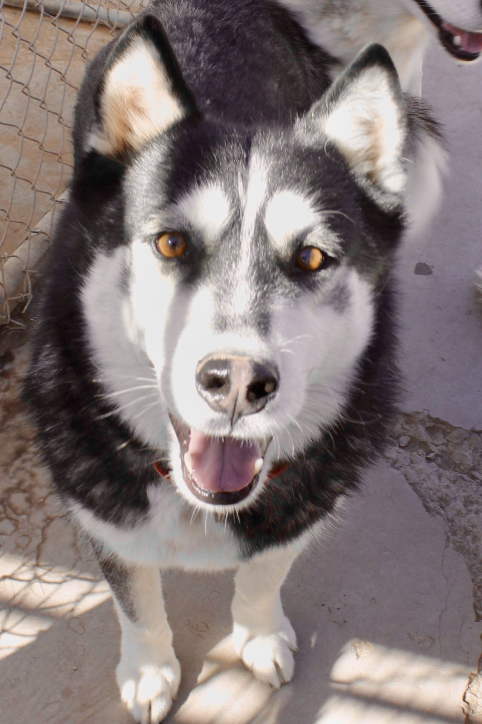 Balto, an adoptable Siberian Husky in Cedar Crest, NM, 87008 | Photo Image 2