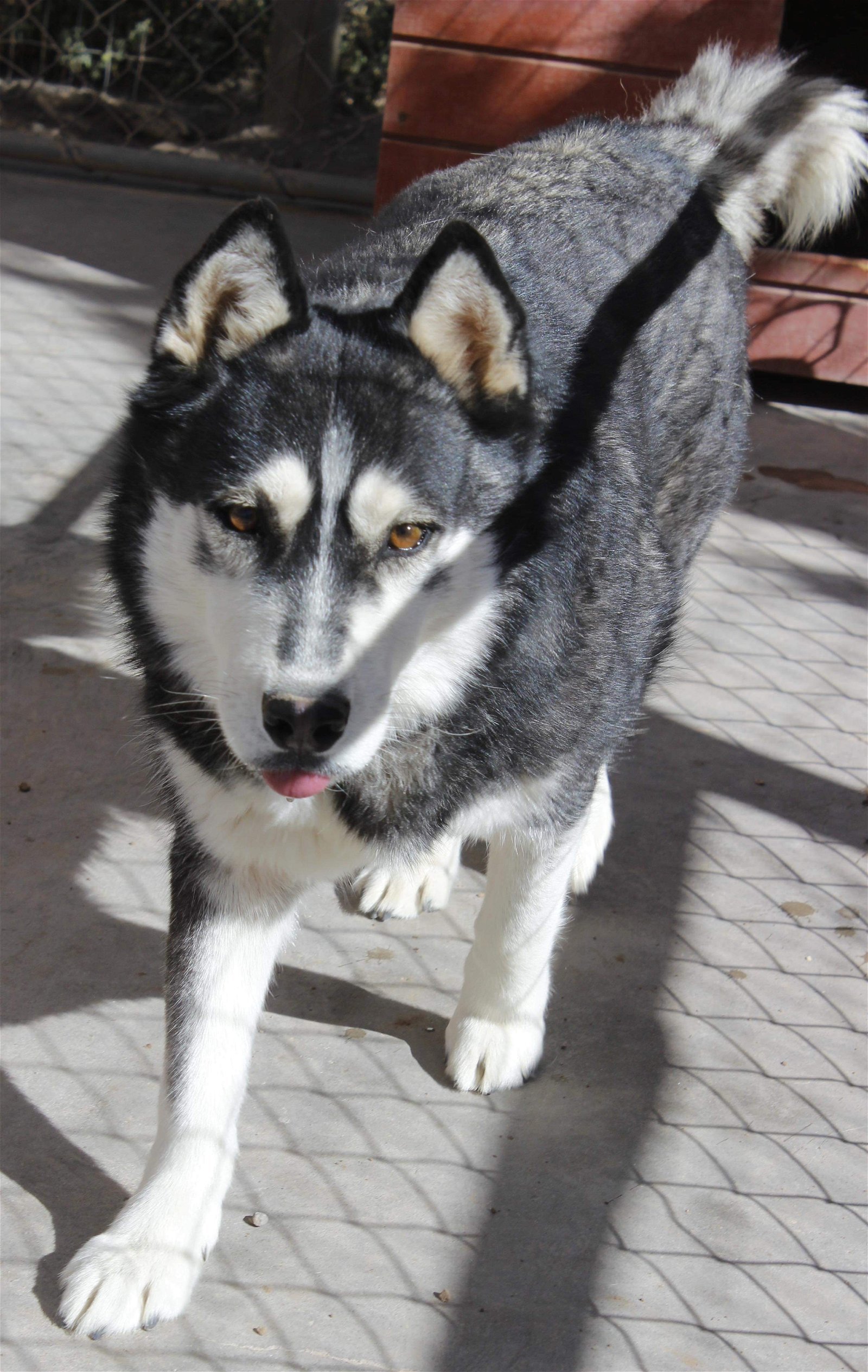 Balto, an adoptable Siberian Husky in Cedar Crest, NM, 87008 | Photo Image 3