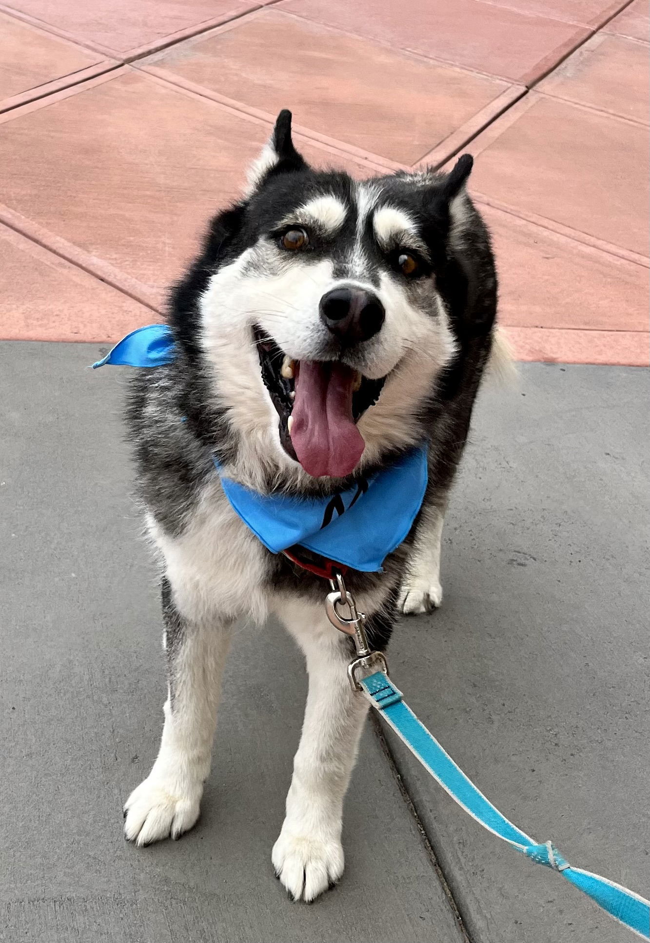 Balto, an adoptable Siberian Husky in Cedar Crest, NM, 87008 | Photo Image 3