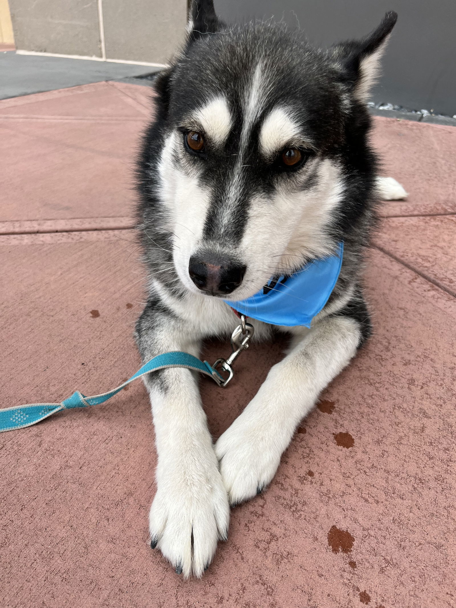Balto, an adoptable Siberian Husky in Cedar Crest, NM, 87008 | Photo Image 3