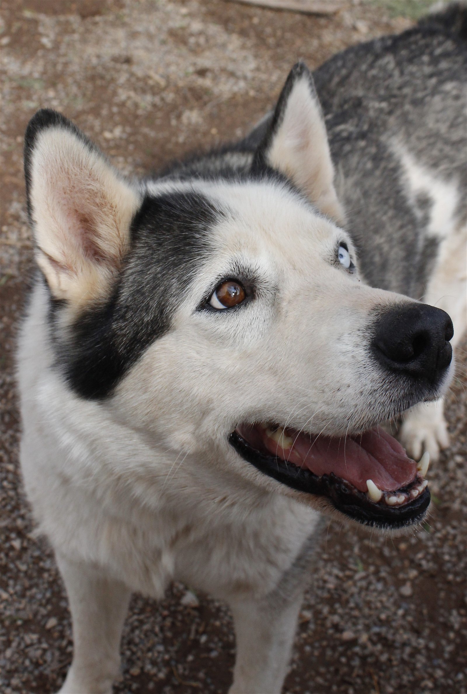 Zeus, an adoptable Siberian Husky in Cedar Crest, NM, 87008 | Photo Image 1