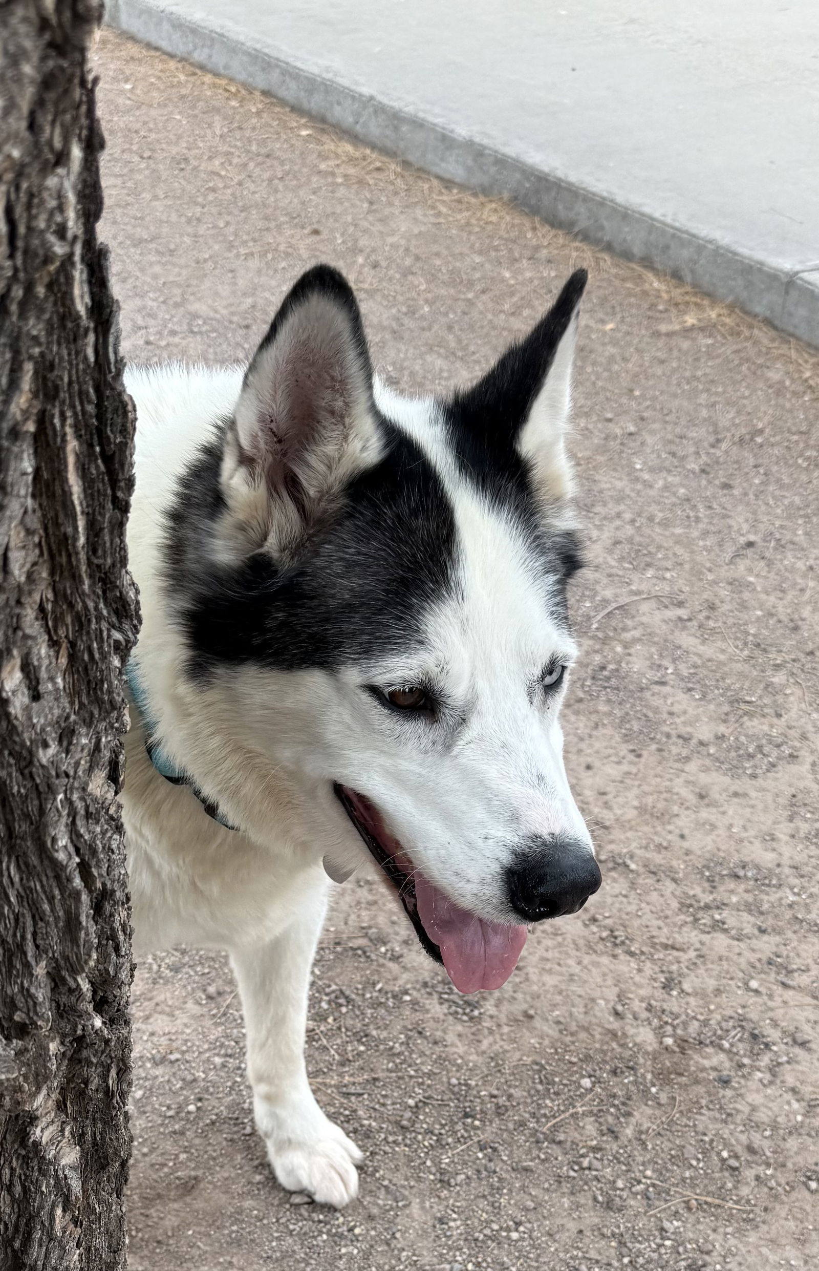 Zeus, an adoptable Siberian Husky in Cedar Crest, NM, 87008 | Photo Image 1