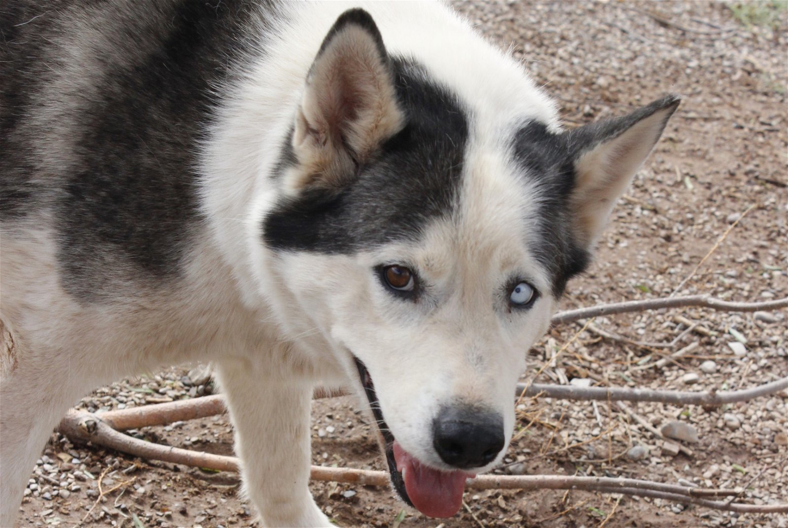 Zeus, an adoptable Siberian Husky in Cedar Crest, NM, 87008 | Photo Image 2