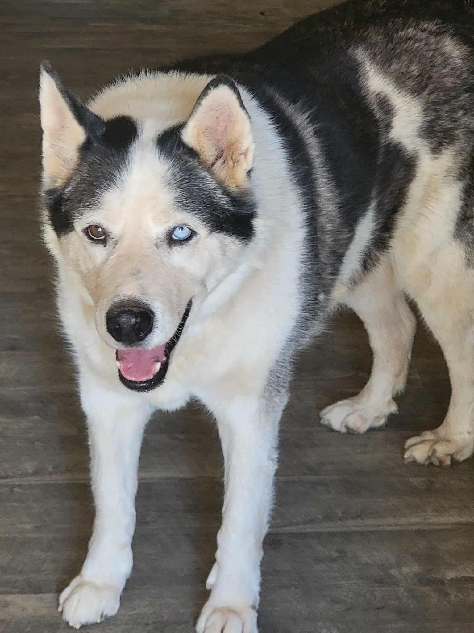 Zeus, an adoptable Siberian Husky in Cedar Crest, NM, 87008 | Photo Image 2