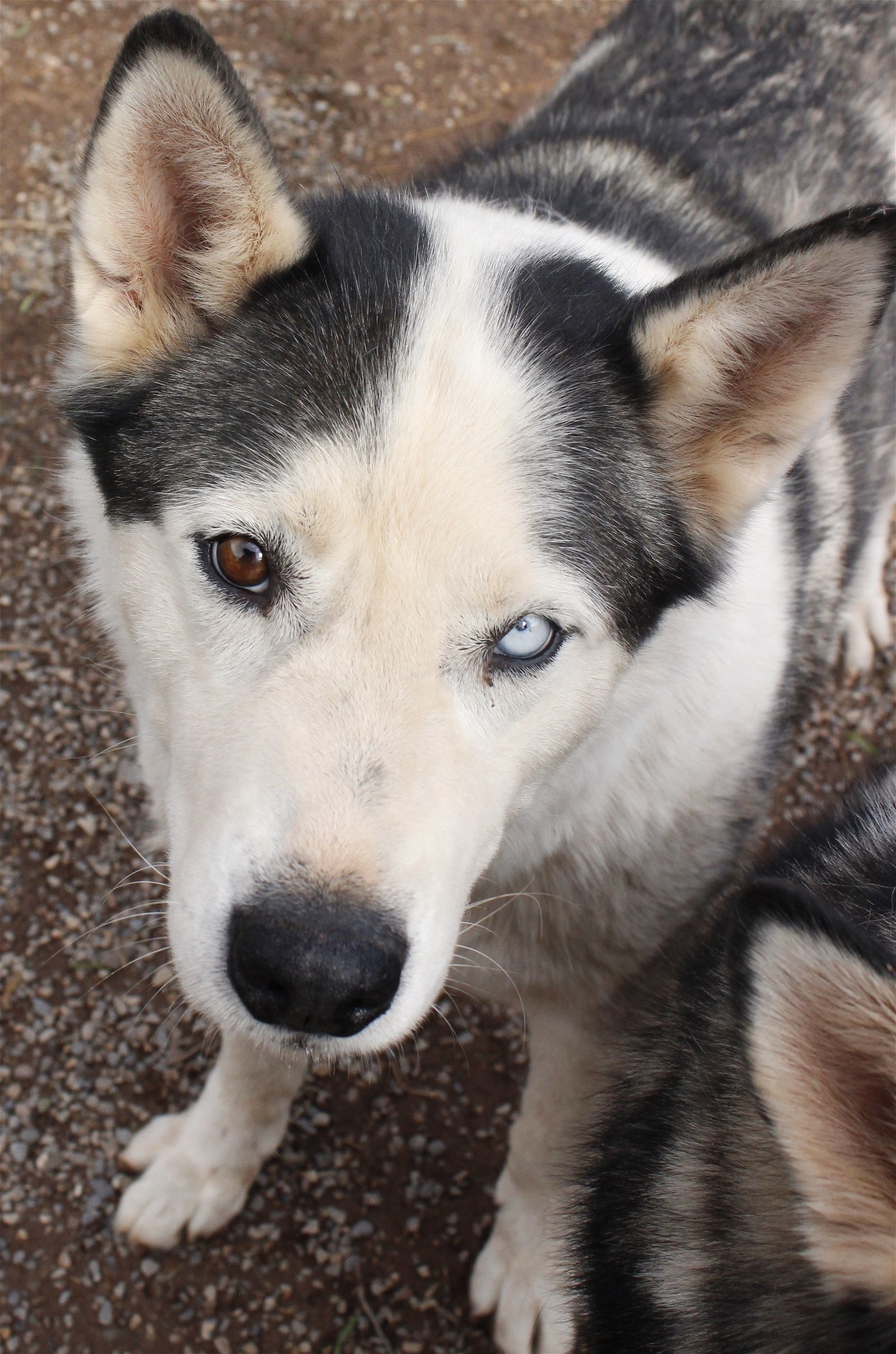 Zeus, an adoptable Siberian Husky in Cedar Crest, NM, 87008 | Photo Image 3