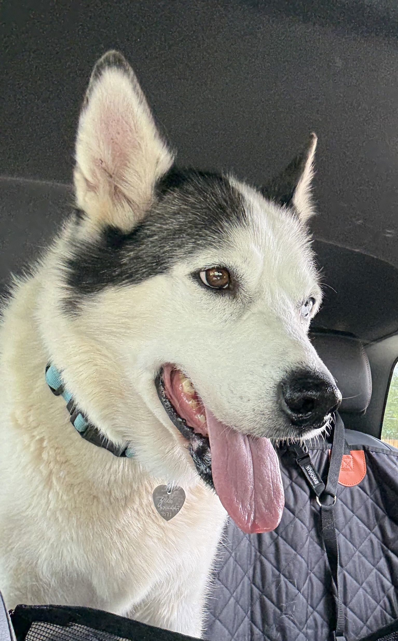 Zeus, an adoptable Siberian Husky in Cedar Crest, NM, 87008 | Photo Image 3