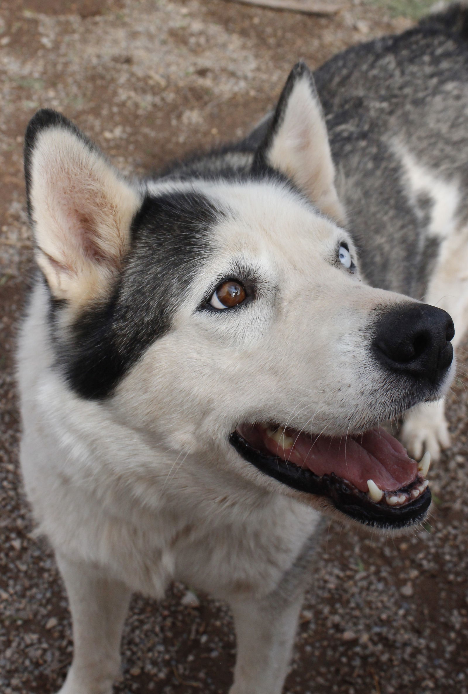 Zeus, an adoptable Siberian Husky in Cedar Crest, NM, 87008 | Photo Image 3