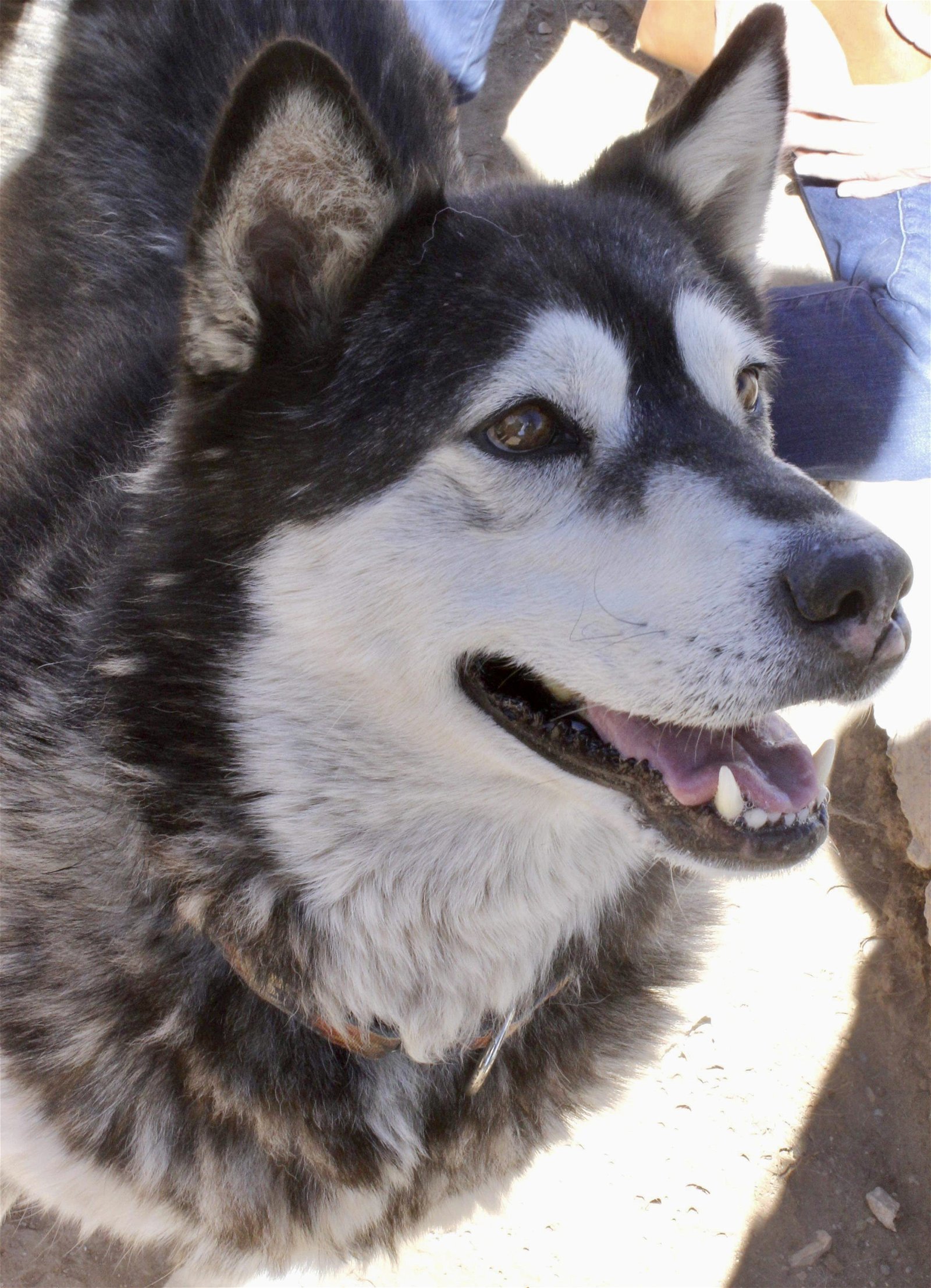 Benson, an adoptable Siberian Husky in Cedar Crest, NM, 87008 | Photo Image 1