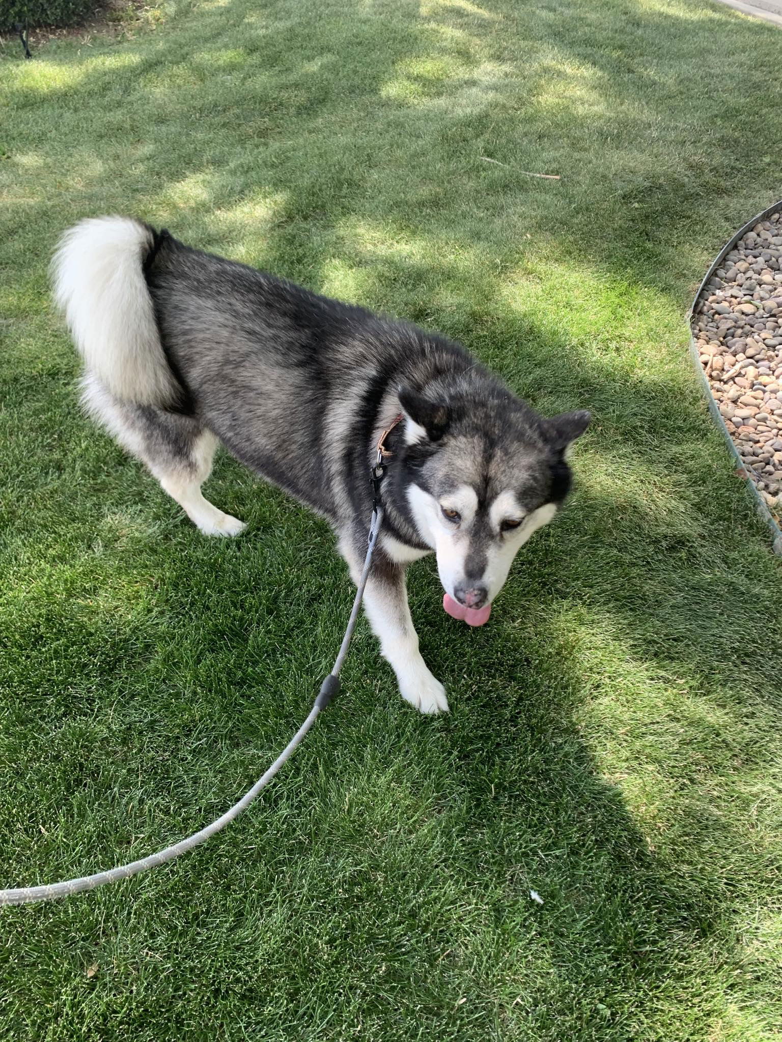 Benson, an adoptable Siberian Husky in Cedar Crest, NM, 87008 | Photo Image 1