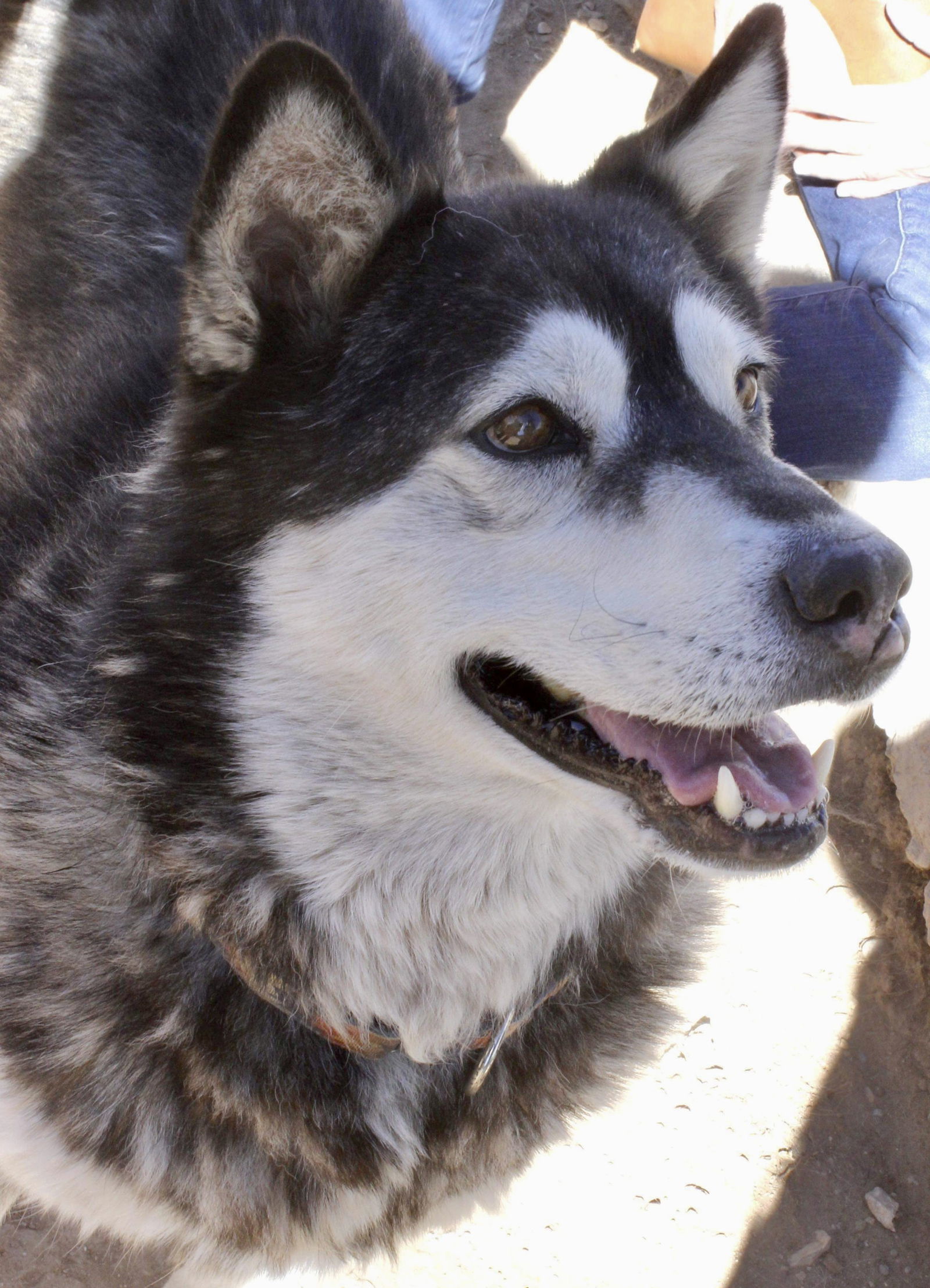 Benson, an adoptable Siberian Husky in Cedar Crest, NM, 87008 | Photo Image 2