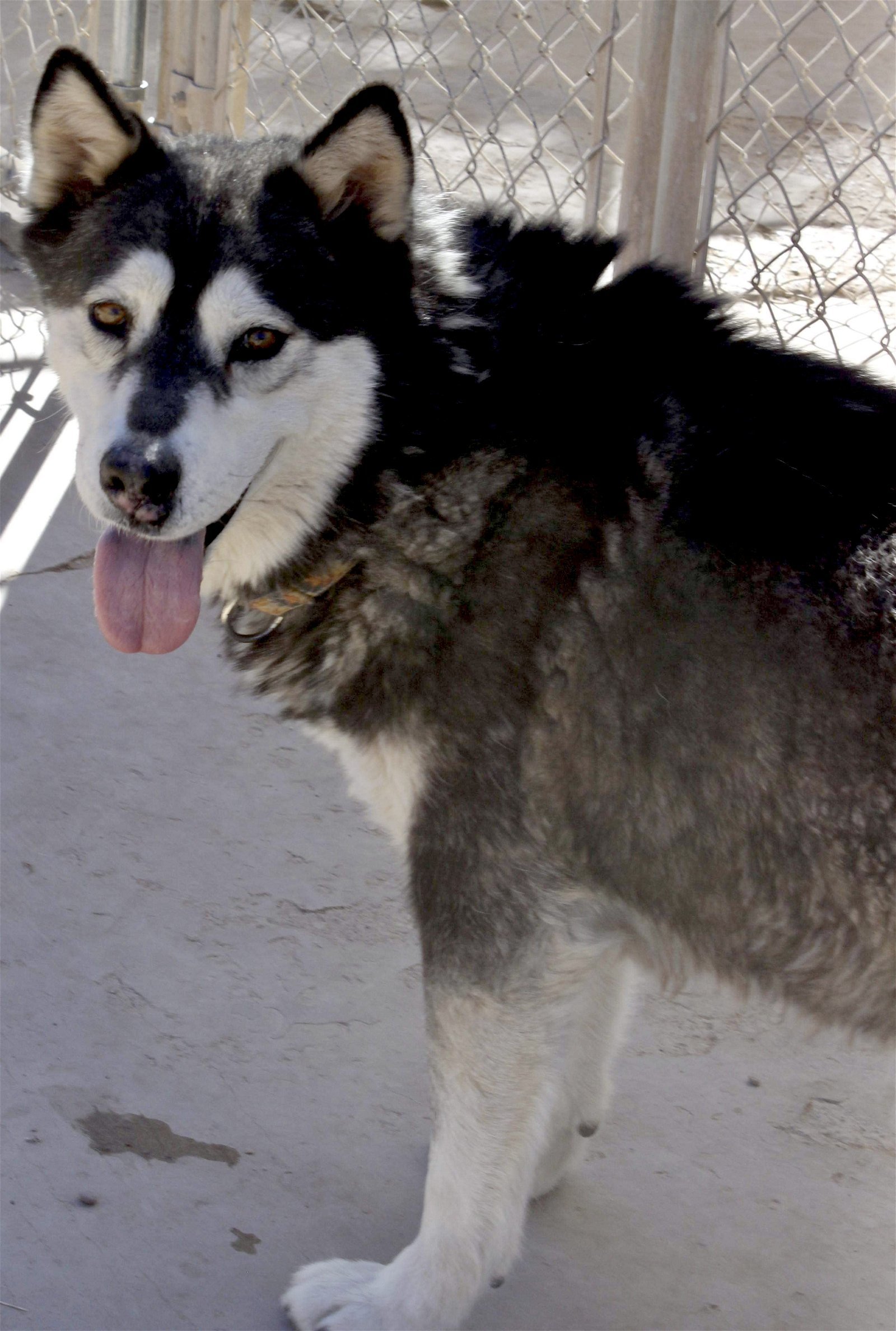 Benson, an adoptable Siberian Husky in Cedar Crest, NM, 87008 | Photo Image 3