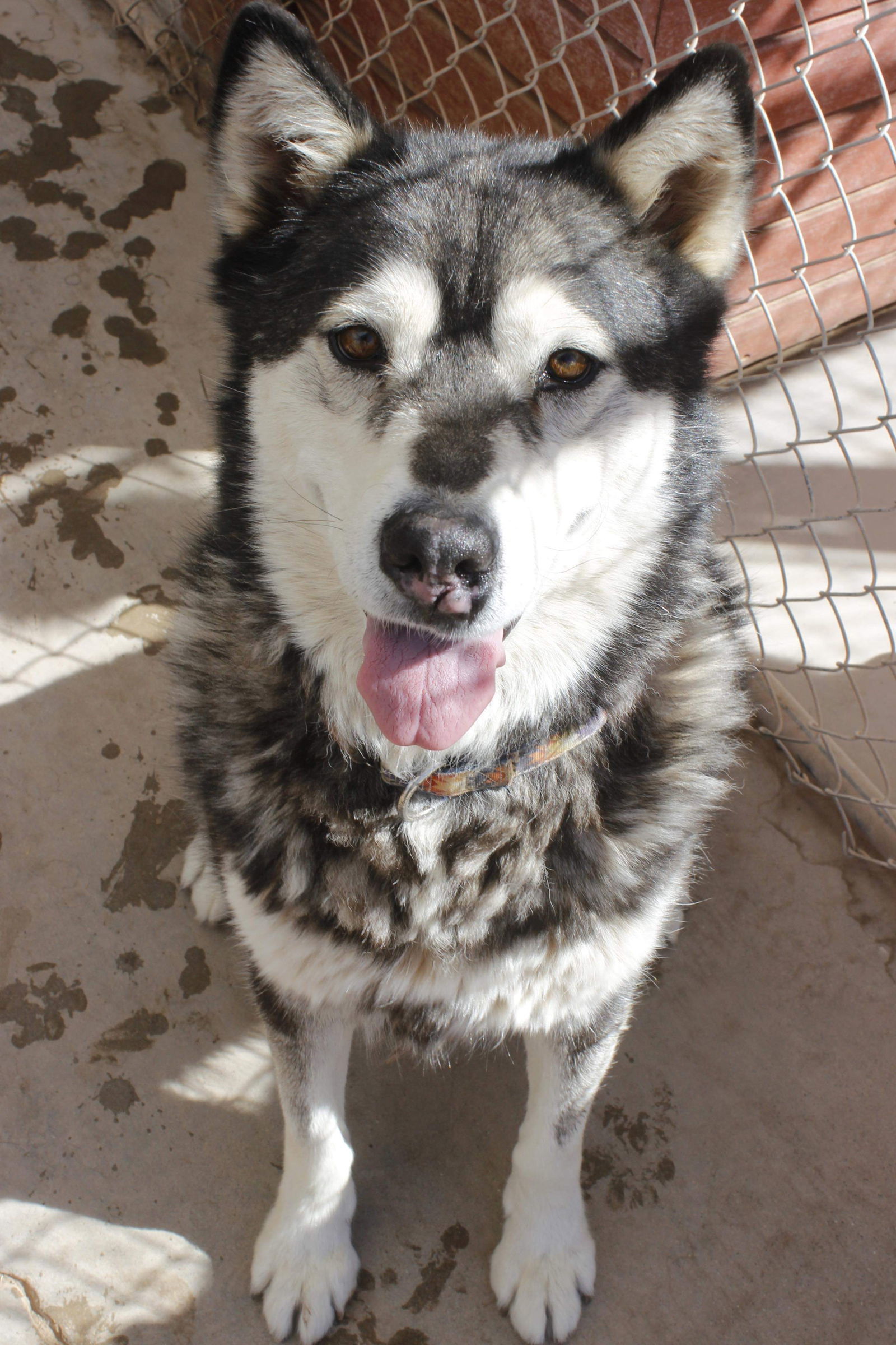 Benson, an adoptable Siberian Husky in Cedar Crest, NM, 87008 | Photo Image 3