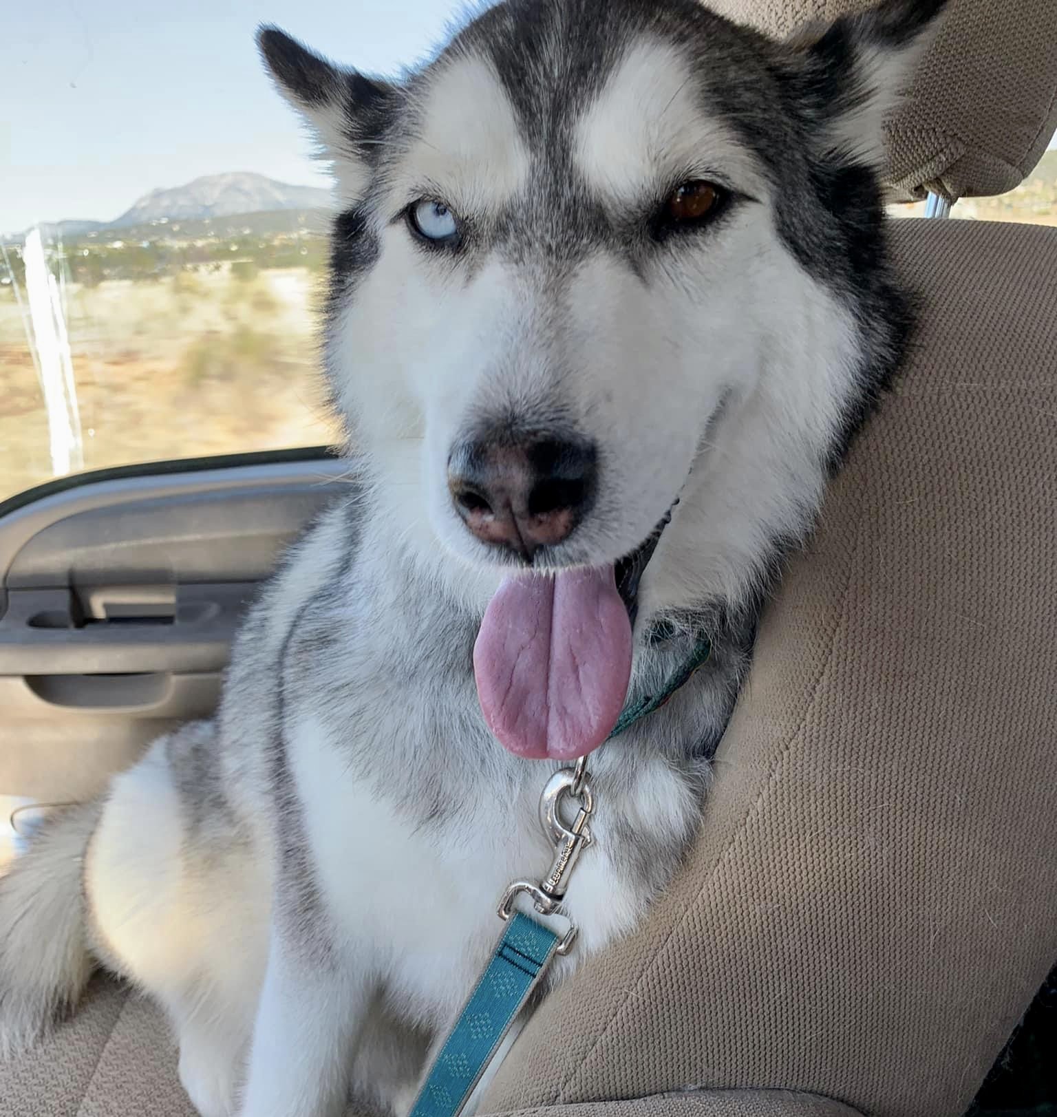 Emma, an adoptable Siberian Husky in Cedar Crest, NM, 87008 | Photo Image 1