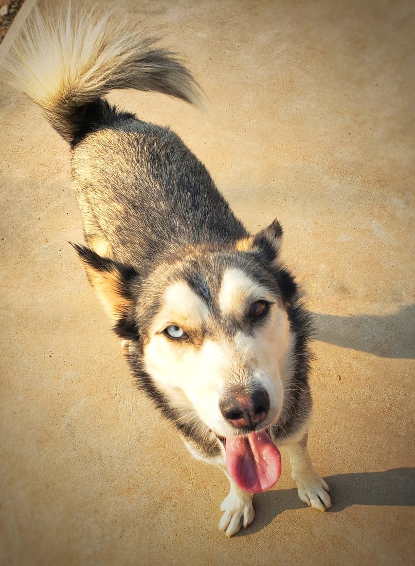 Emma, an adoptable Siberian Husky in Cedar Crest, NM, 87008 | Photo Image 2