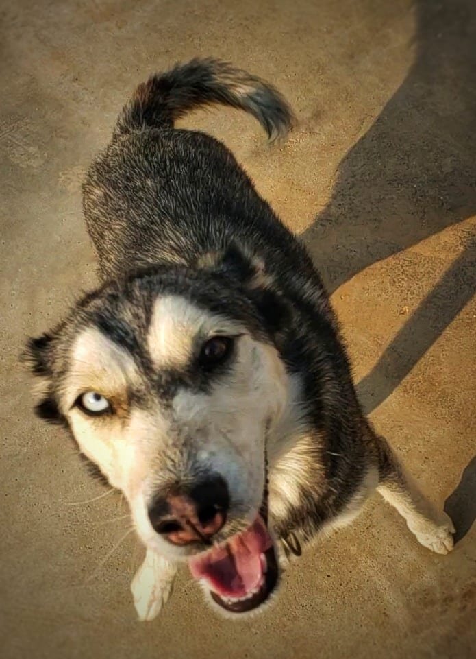 Emma, an adoptable Siberian Husky in Cedar Crest, NM, 87008 | Photo Image 3