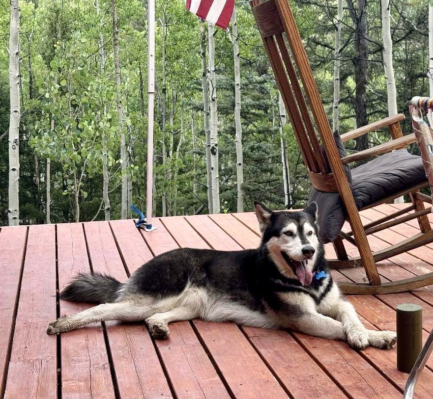 Nala, an adoptable Siberian Husky in Cedar Crest, NM, 87008 | Photo Image 1