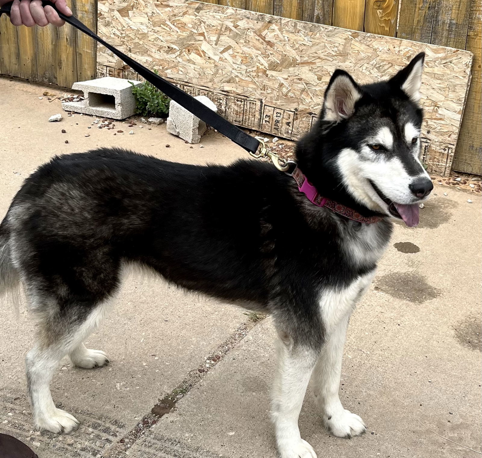 Nala, an adoptable Siberian Husky in Cedar Crest, NM, 87008 | Photo Image 2