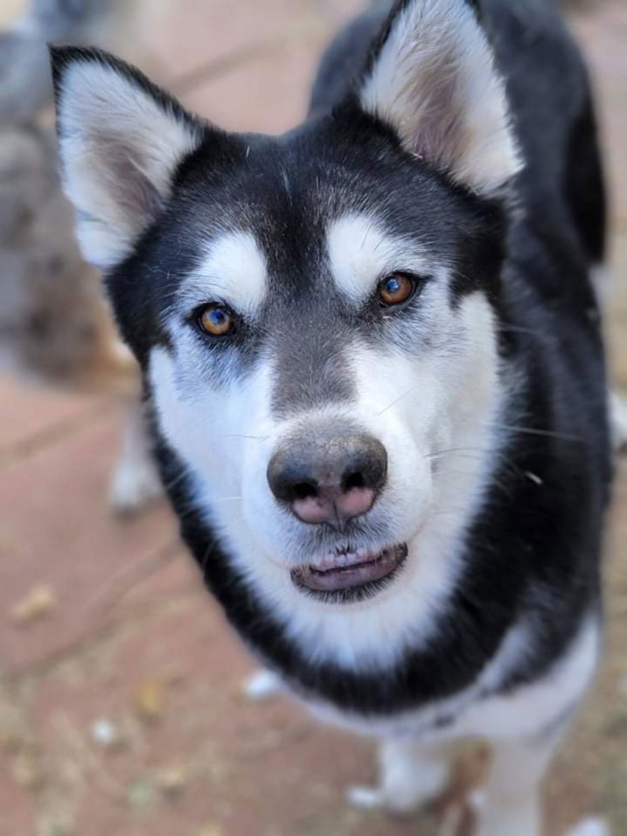 Nala, an adoptable Siberian Husky in Cedar Crest, NM, 87008 | Photo Image 3