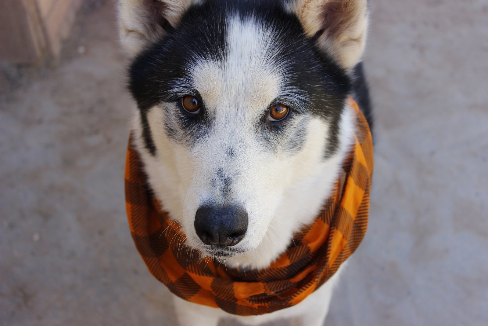 Koda, an adoptable Siberian Husky in Cedar Crest, NM, 87008 | Photo Image 1