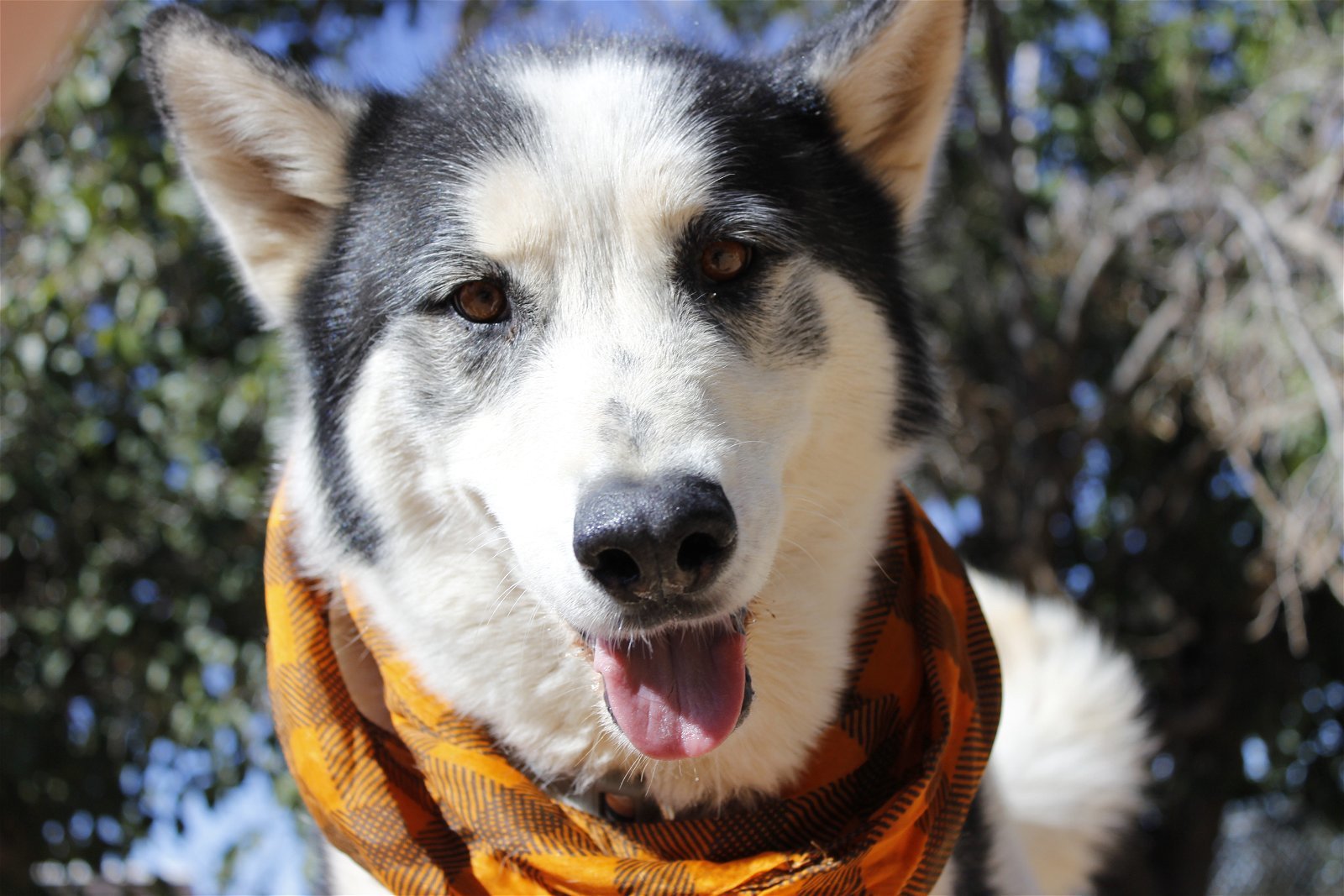 Koda, an adoptable Siberian Husky in Cedar Crest, NM, 87008 | Photo Image 2