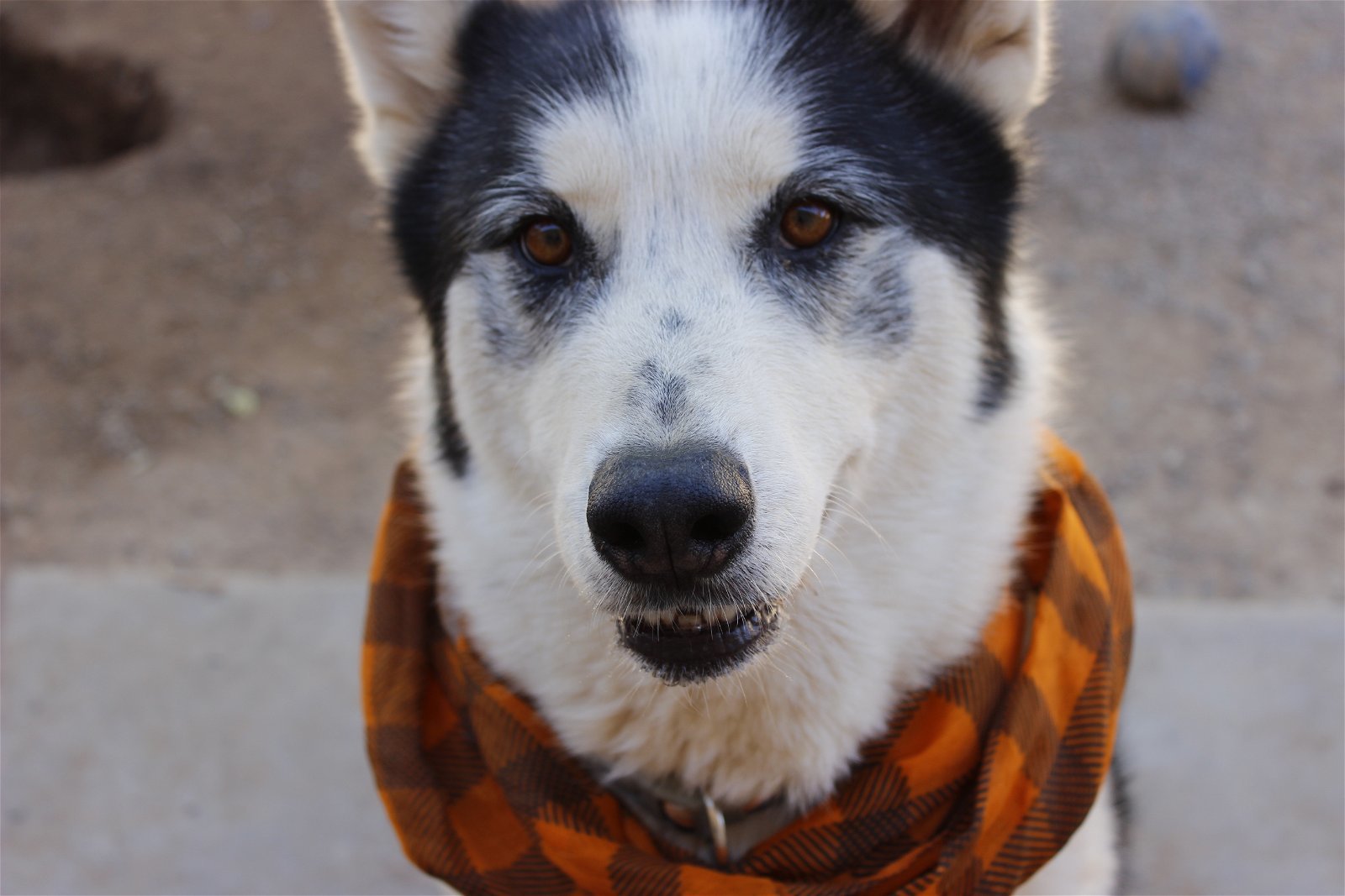 Koda, an adoptable Siberian Husky in Cedar Crest, NM, 87008 | Photo Image 3