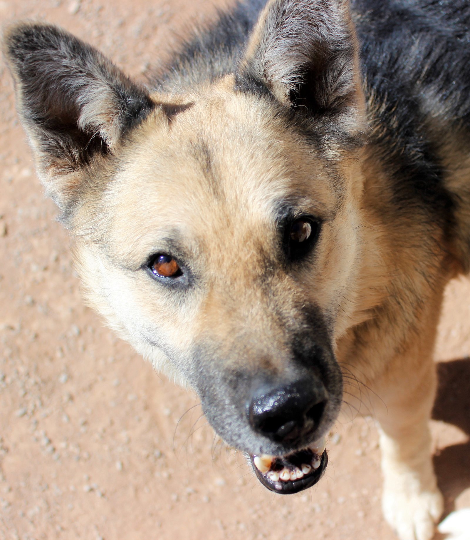 Sadie, an adoptable German Shepherd Dog in Cedar Crest, NM, 87008 | Photo Image 1