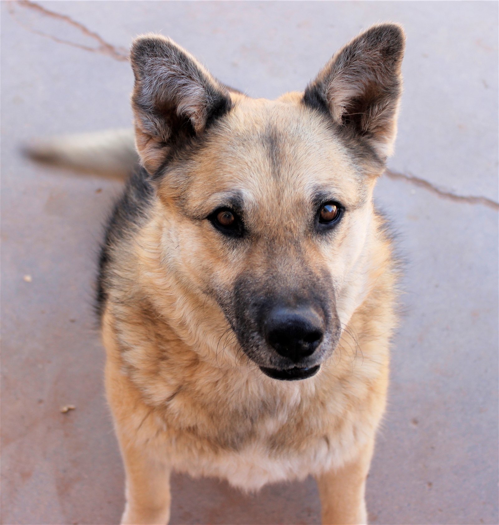 Sadie, an adoptable German Shepherd Dog in Cedar Crest, NM, 87008 | Photo Image 2