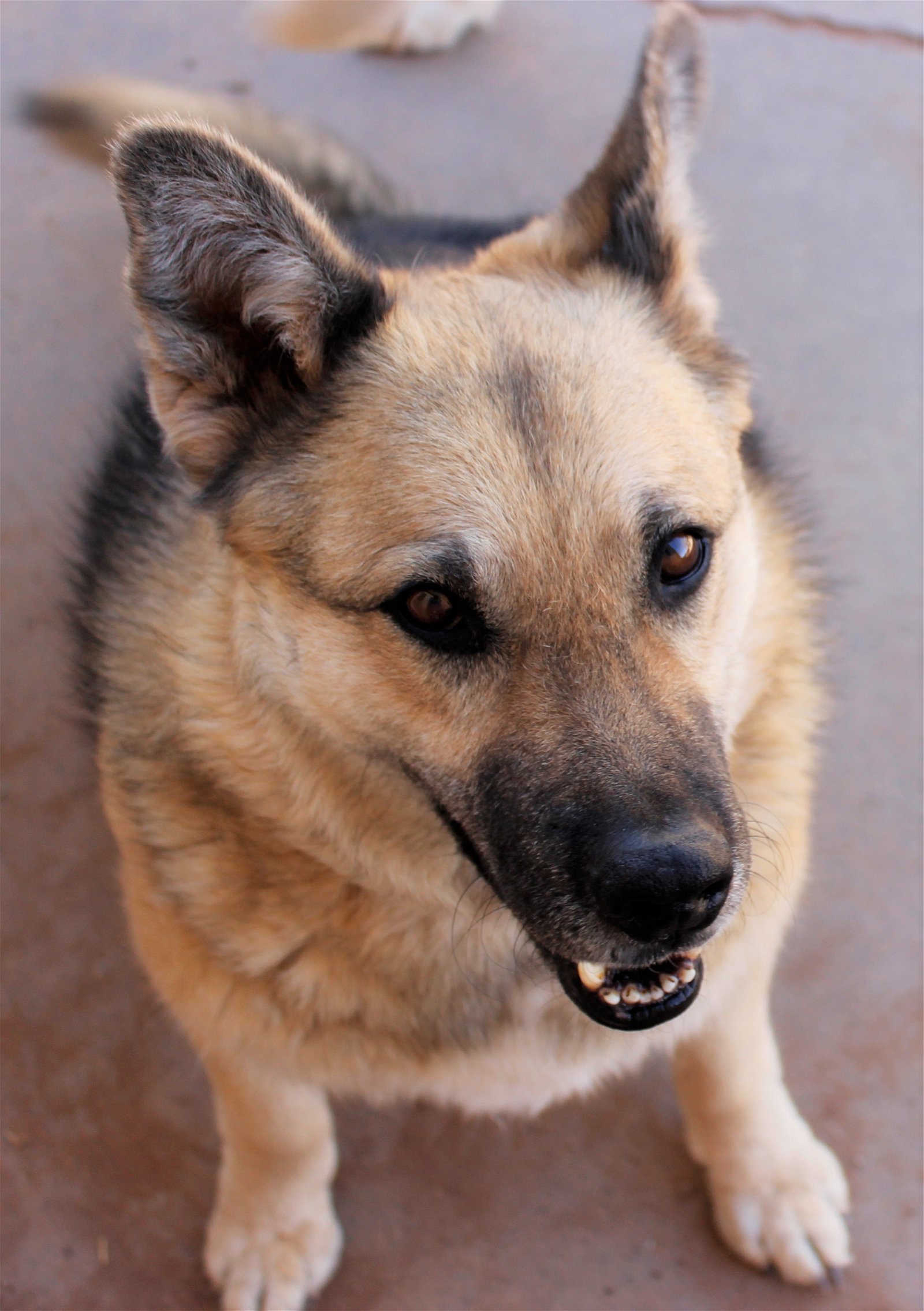 Sadie, an adoptable German Shepherd Dog in Cedar Crest, NM, 87008 | Photo Image 3