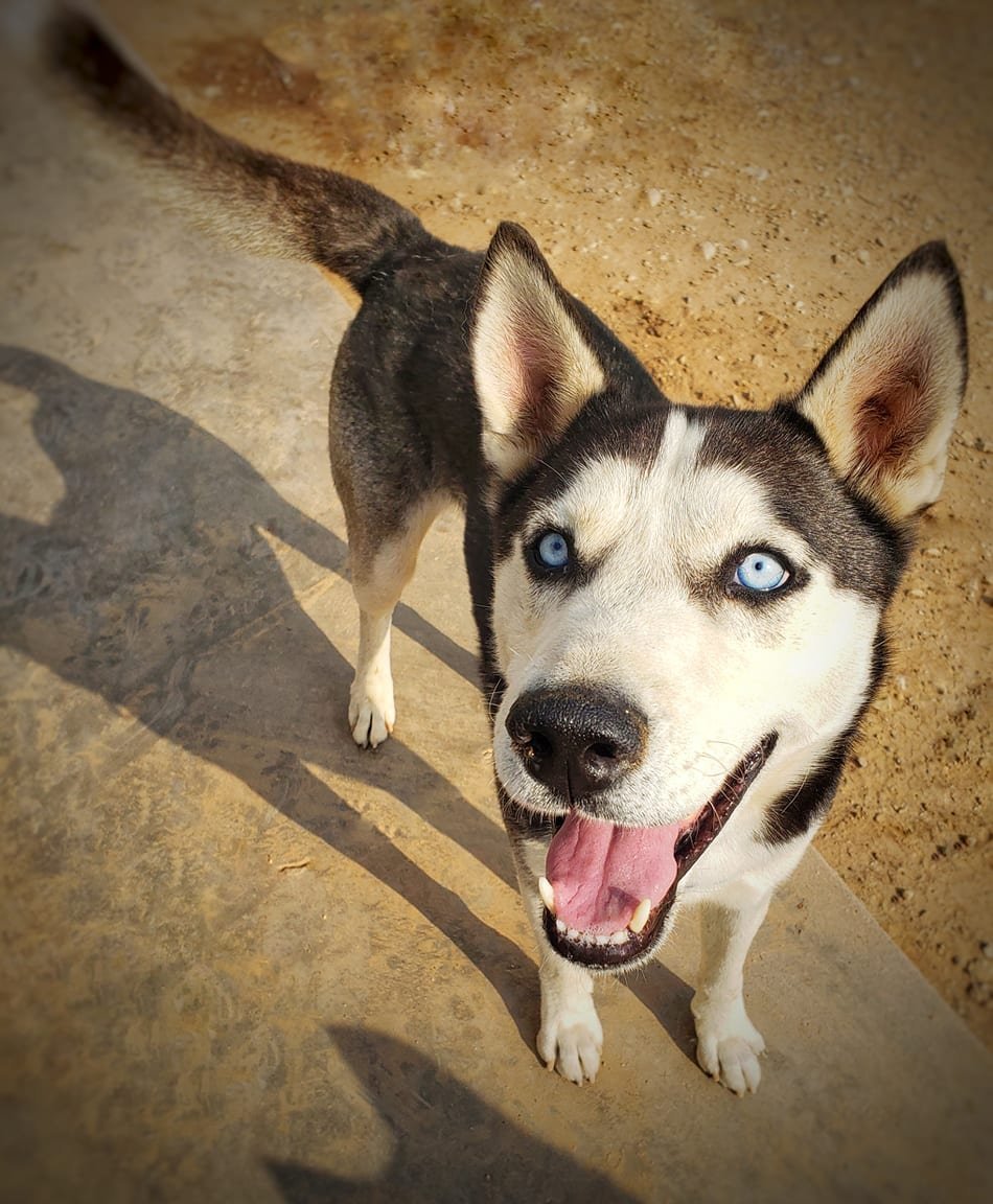 Antman, an adoptable Siberian Husky in Cedar Crest, NM, 87008 | Photo Image 1