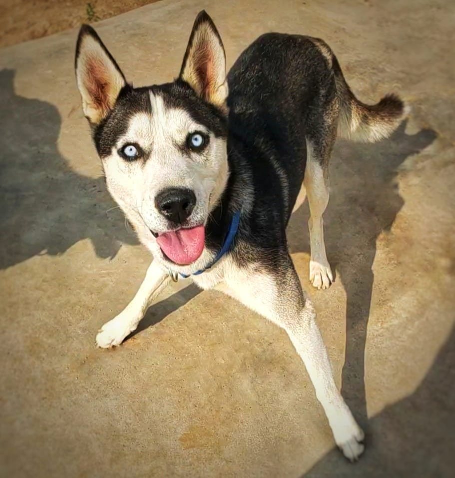 Antman, an adoptable Siberian Husky in Cedar Crest, NM, 87008 | Photo Image 2