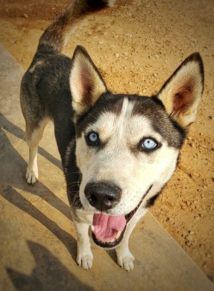 Antman, an adoptable Siberian Husky in Cedar Crest, NM, 87008 | Photo Image 3