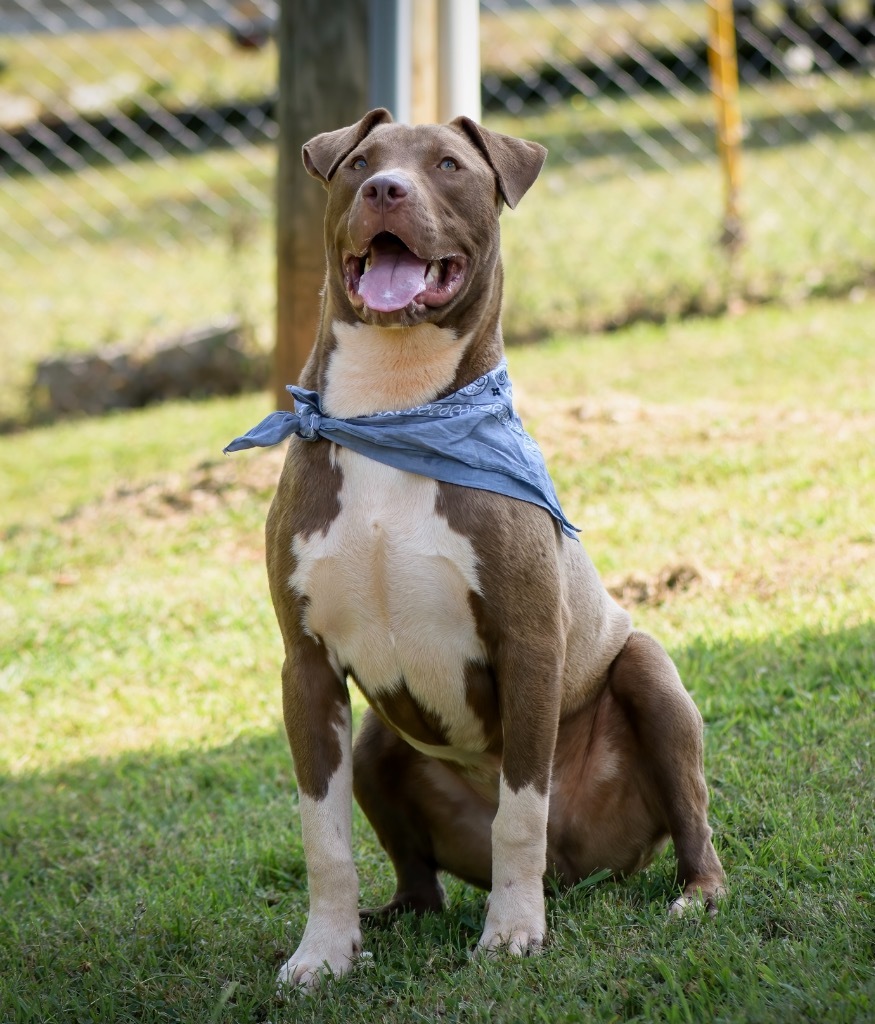 Prince Charming, an adoptable American Staffordshire Terrier in Forsyth, GA, 31029 | Photo Image 1