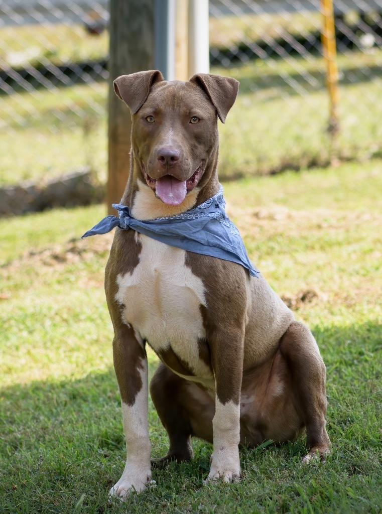 Prince Charming, an adoptable American Staffordshire Terrier in Forsyth, GA, 31029 | Photo Image 2