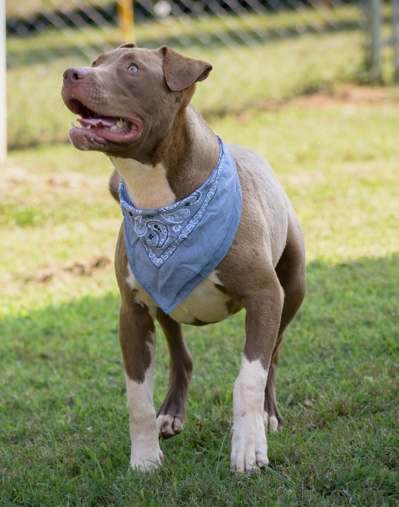 Prince Charming, an adoptable American Staffordshire Terrier in Forsyth, GA, 31029 | Photo Image 3