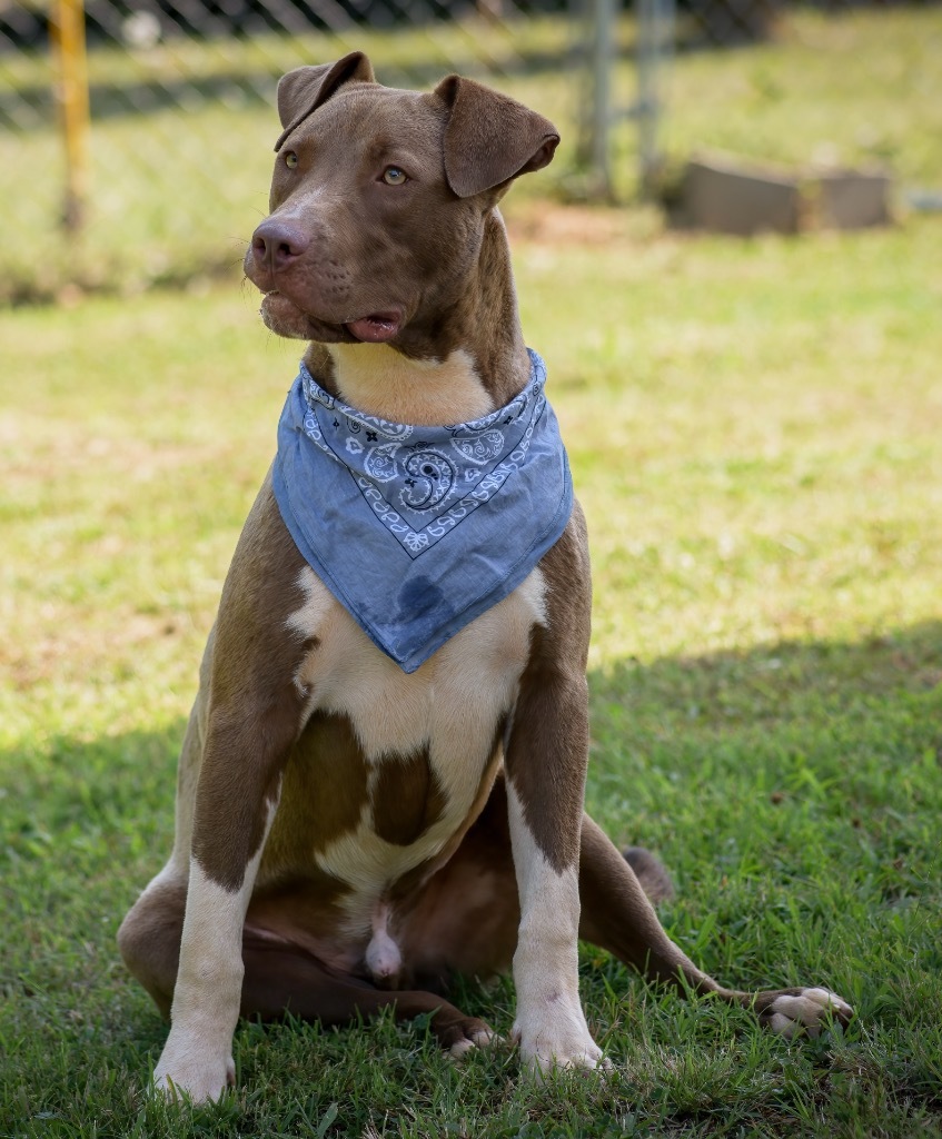 Prince Charming, an adoptable American Staffordshire Terrier in Forsyth, GA, 31029 | Photo Image 4