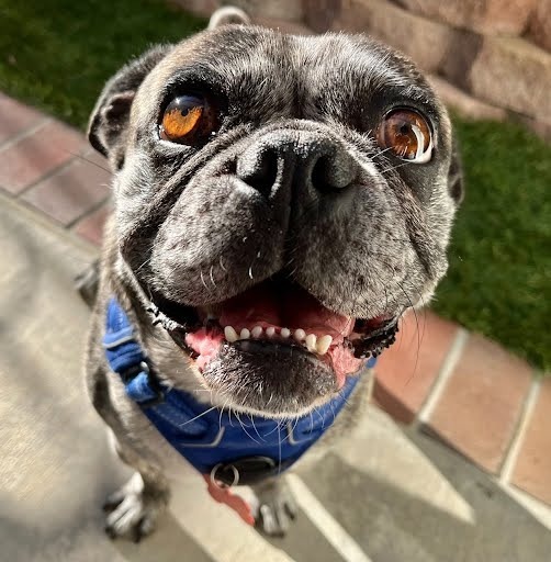 Buddy Lou - Adopt Me!, an adoptable Pug, Boston Terrier in Anaheim, CA, 92801 | Photo Image 1