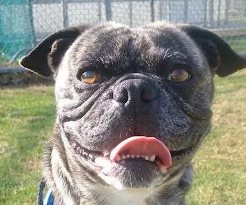 Buddy Lou - Adopt Me!, an adoptable Pug, Boston Terrier in Anaheim, CA, 92801 | Photo Image 2