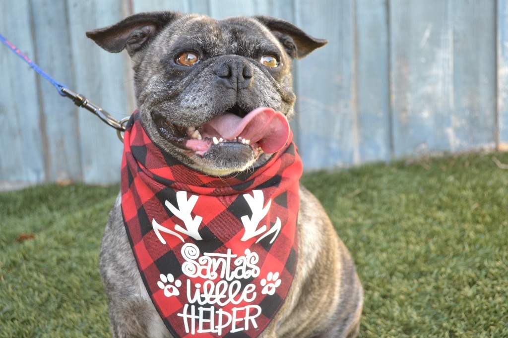 Buddy Lou - Adopt Me!, an adoptable Pug, Boston Terrier in Lake Forest, CA, 92630 | Photo Image 3